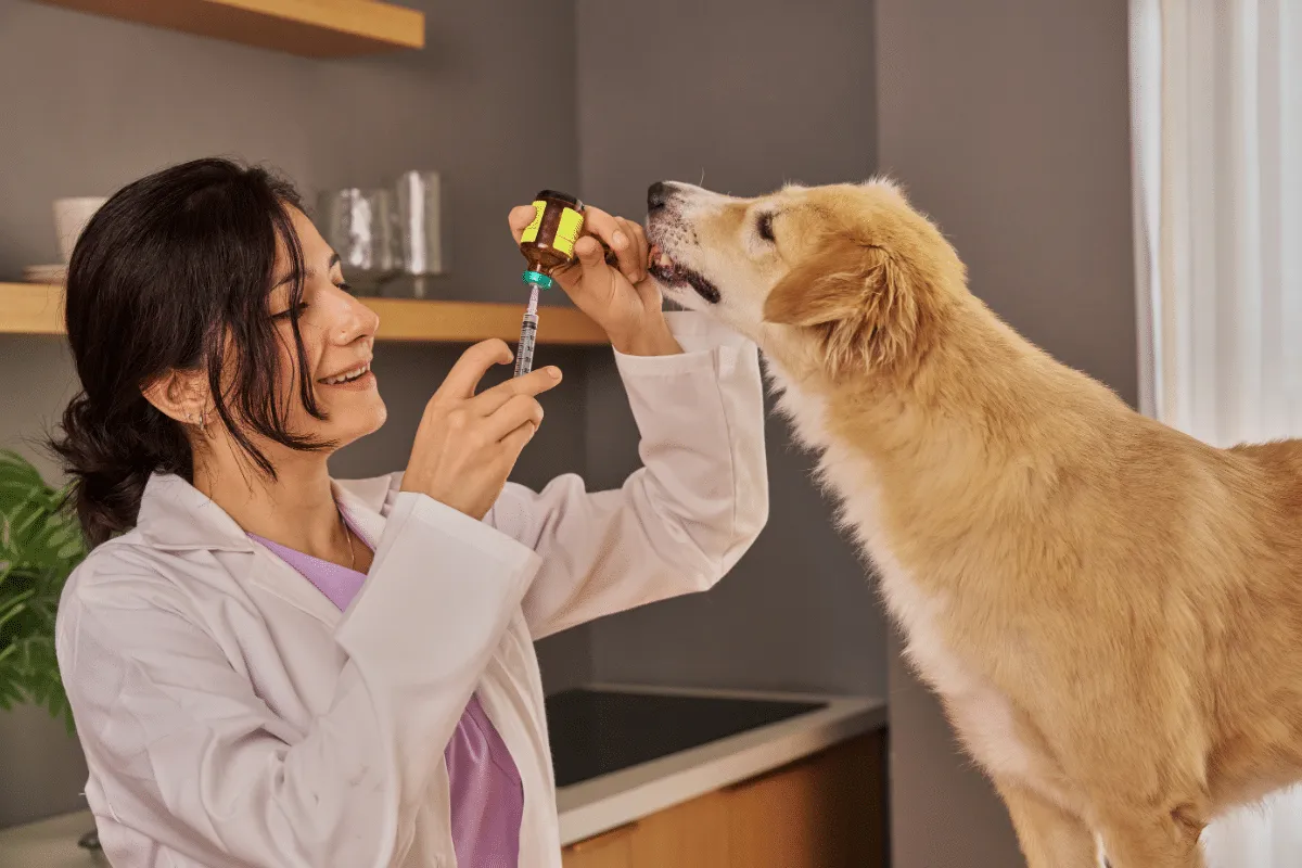 dog