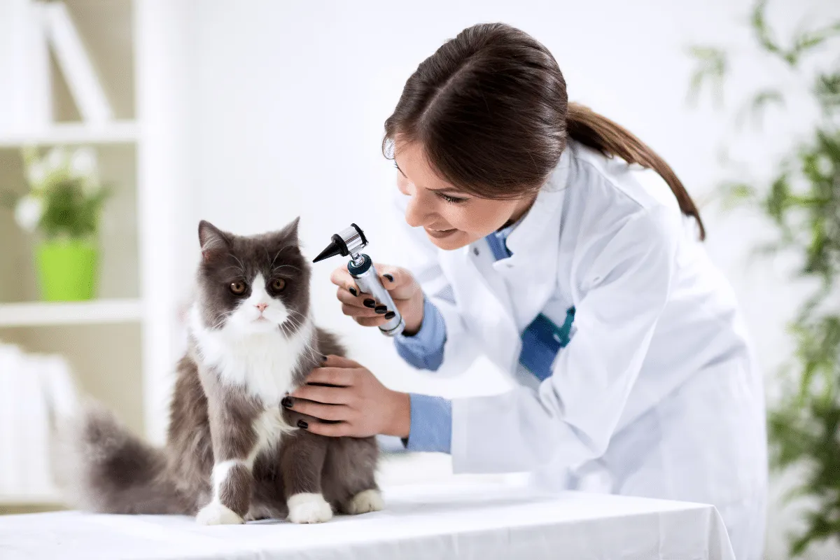 vet