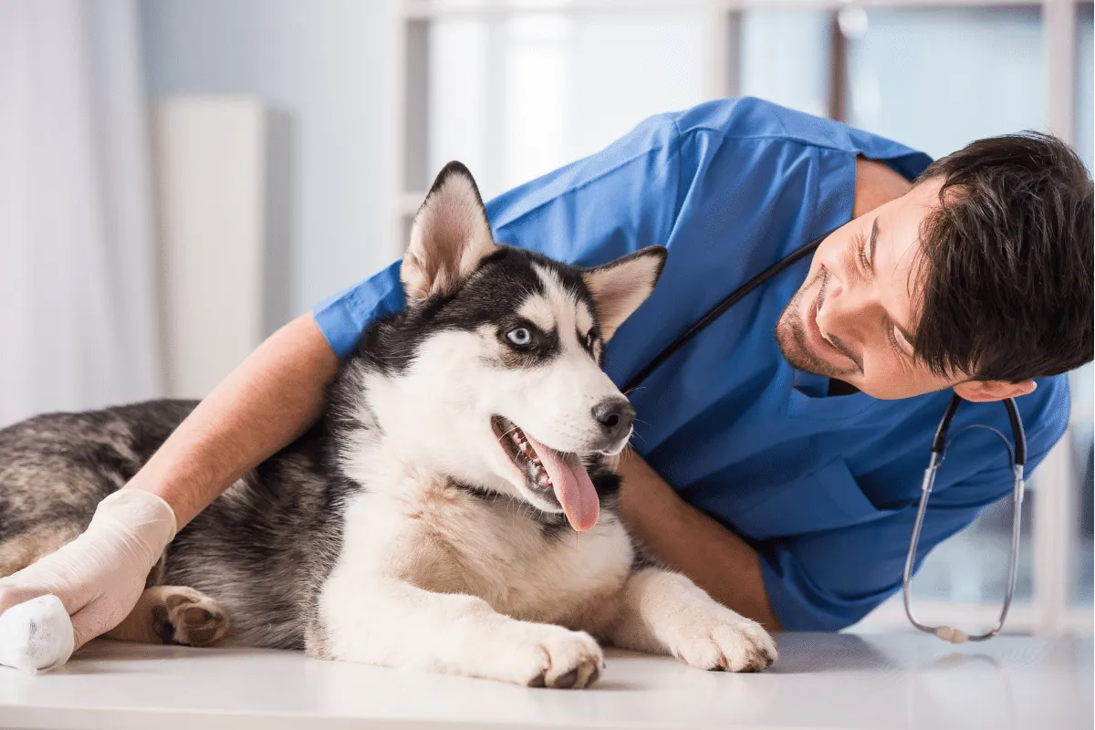 dog